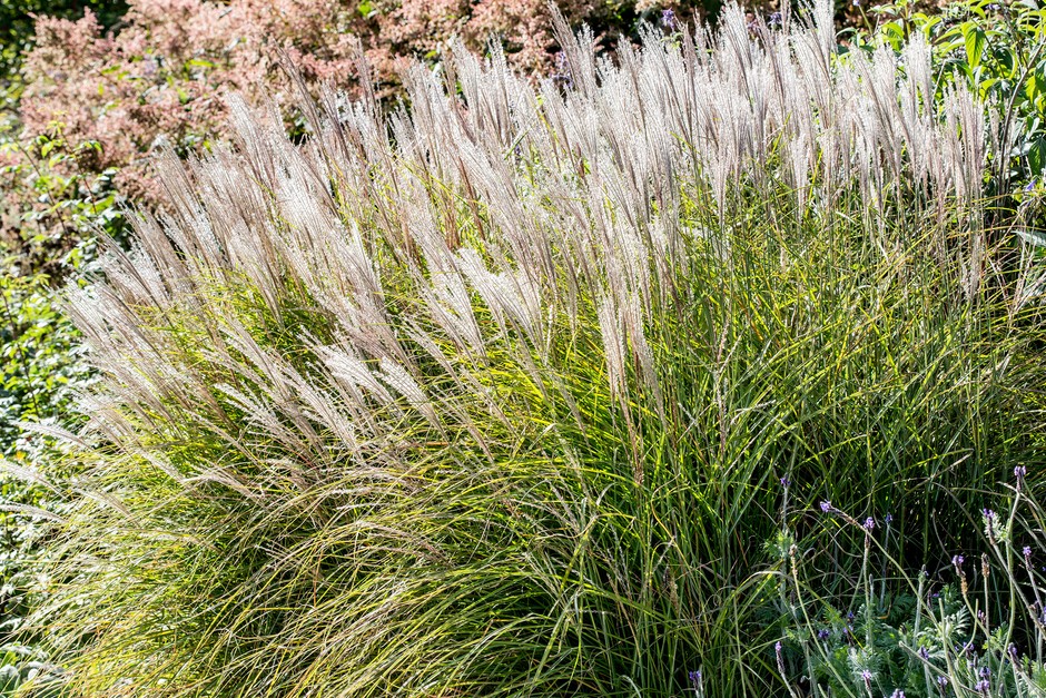 Miscanthus sinensis